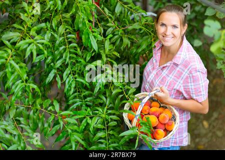 Bauernfrau pflückt reife Pfirsiche reife Pfirsiche vom Baum in einen Korb im Garten Stockfoto