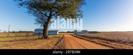 Landwirtschaftliches Hintergrundbanner einer roten Feldstraße mit Baumwollfeldern, Bauernschuppen und einem Pekanbaum im ländlichen Alabama. Stockfoto