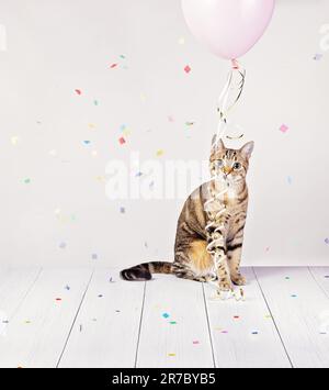 Die niedliche Katze, die in die Kamera schaut, spielt mit dem Ballon, während sie feiert, wie Papierkonfetti auf einen weißen Hintergrund fallen. Geburtstagsparty oder Neujahrsfeier Stockfoto