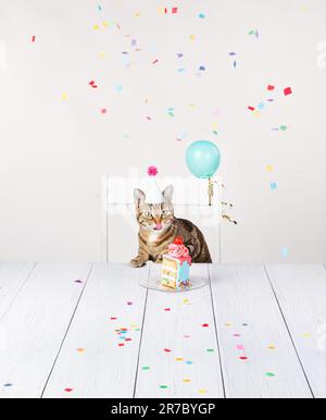 Hungrige Katze mit Geburtstagsmütze sitzt am Tisch und leckt seine Lippen, während sie auf ein Stück Kuchen mit Konfetti und Ballons wartet. Stockfoto