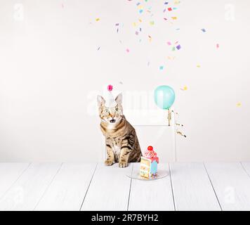 Überraschte Katze auf seiner Geburtstagsparty mit einem Stück Kuchen, Konfetti und Ballons. Stockfoto