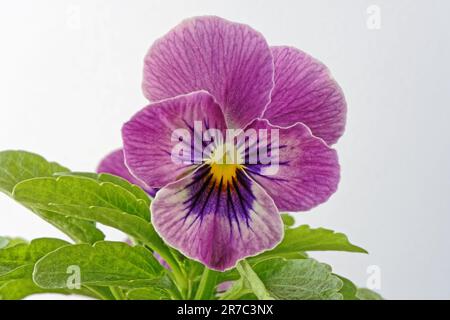 Nahaufnahme einer Viola, oder Pansy, Blume. Viola Tricolor Hortensis. Stockfoto