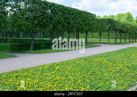 Topischer Haarschnitt von Bäumen und Sträuchern in Form eines Würfels. Strauchhecke. Frühlingsblüten von Löwenzahn auf dem Rasen. Englische Landschaftsgestaltung. Stockfoto