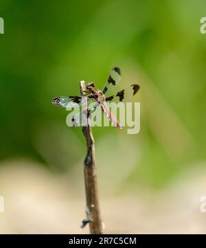 Weißschwalbenschwanzskimmer (Plathemis lydia), weiblich Stockfoto