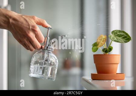 Frau, die Pflanzenblätter besprüht. Weibliche Hand sprüht Wasser auf kleine Anthurium-Hauspflanze in Tontopf Stockfoto