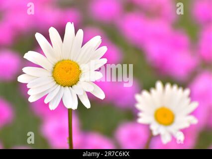 Wunderschönes Blumenbeet mit Kamillen Stockfoto