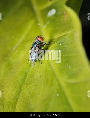 Nahaufnahme einer kleinen Fliege auf einem grünen Blatt Stockfoto