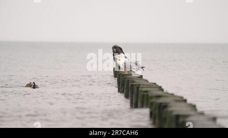 Ein paar Möwen stehen auf einem felsigen Pier und schauen auf die schwimmenden Enten Stockfoto