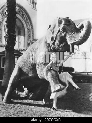 Chicago, Illinois: 21. Dezember 1931 Schauspielerin Joan Blondell probiert einen neuen Elefantentanz im ersten National Studio aus, wo sie den Film „Union Depot“ filmt. Stockfoto