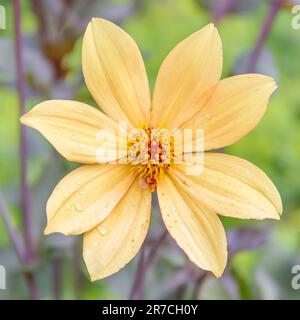 Wunderschöne gelbe Gartendahlia nach dem Regen Stockfoto