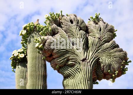 Seltener Saguaro-Kaktus mit nistender weißer Flügeltaube - Landschaftsausrichtung. Stockfoto