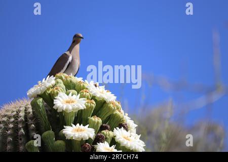 Weißflügeltaube auf blühenden Saguaro Cactus im Desert Botanical Garden in Phoenix, Arizona - Landschaftsorientierung. Stockfoto