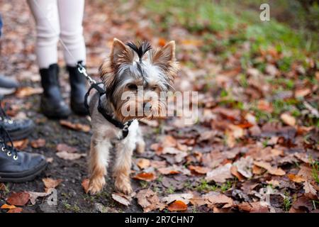 Yorkshire Terrier im Herbstpark. Selektiver Fokus. Stockfoto