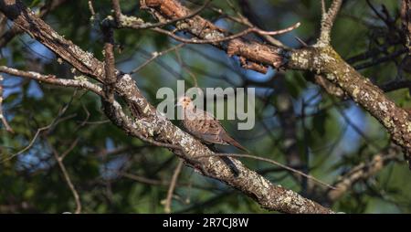 Trauernde Taube hoch oben auf einem Baum im Norden von Wisconsin. Stockfoto