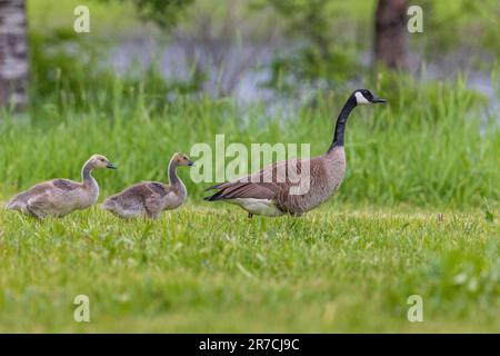 Familie der Kanadagänse im Norden von Wisconsin. Stockfoto