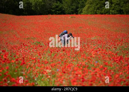 Ein Mann fotografiert auf einem Mohnfeld in Stourport, Worcestershire. Stockfoto