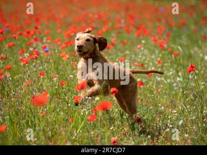 Ein Hund läuft durch ein Mohnfeld in Stourport, Worcestershire. Stockfoto