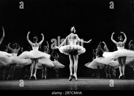 New York, New York: 15. September 1950 Ballerina Margot Fonteyn in einer Produktion des Schwanensees. Stockfoto