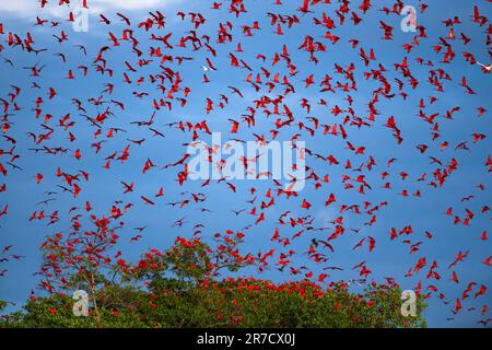 Eine große Gruppe von Scarlet Ibis (Eudocimus ruber) nähert sich seinem Versteck in den Mangroven im Nordosten Brasiliens. Stockfoto