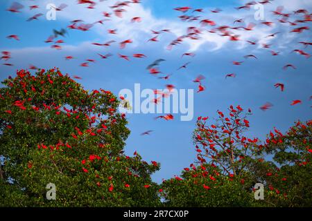 Eine große Gruppe von Scarlet Ibis (Eudocimus ruber) nähert sich seinem Versteck in den Mangroven im Nordosten Brasiliens. Stockfoto