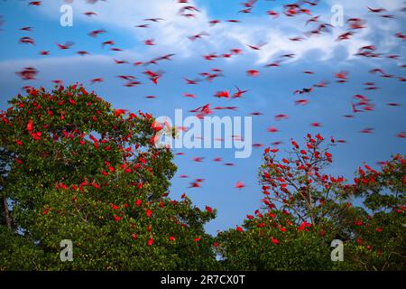 Eine große Gruppe von Scarlet Ibis (Eudocimus ruber) nähert sich seinem Versteck in den Mangroven im Nordosten Brasiliens. Stockfoto