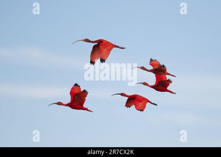 ScharlachIbis (Eudocimus ruber) im Flug in Nordbrasilien Stockfoto