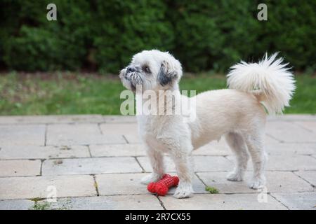 Shih Tzu Dog spielt mit einem Knochenspielzeug im Garten Stockfoto