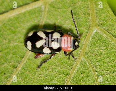 Achtfleckiger Flohkäfer (Omophoita cyanipennis) auf einem Traubenblatt, Blick auf den Rücken. Insektenarten, die überall in Amerika und der Karibik vorkommen. Stockfoto