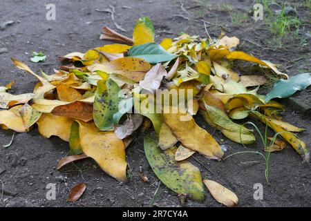 Ein Haufen grüner und gelber Guavablätter auf dem Boden Stockfoto