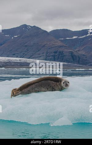 Graue Robbe in der Jökulsárlón-Gletscherlagune, Island Stockfoto