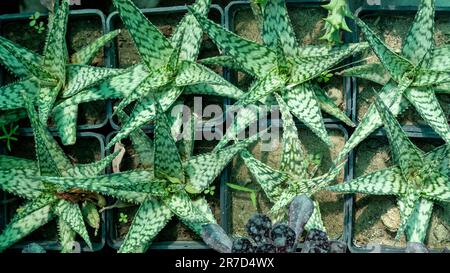 Somalische Aloe kleine Pflanzen in Kunststoffbehältern Draufsicht. Stockfoto