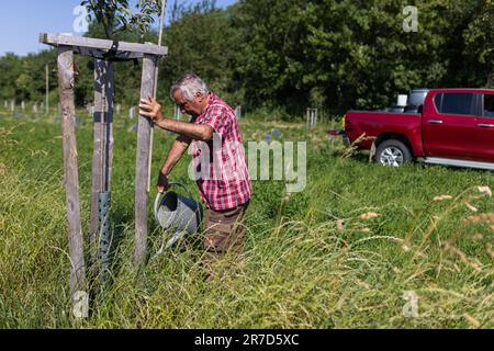 Staufen Im Breisgau, Deutschland. 14. Juni 2023. Der Obstbauer Martin Geng gießt einen jungen Baum. Die anhaltende Dürre in Südbaden bereitet der Natur Probleme, und viele Landwirte sind besorgt über die Ernteerträge. Kredit: Philipp von Ditfurth/dpa/Alamy Live News Stockfoto