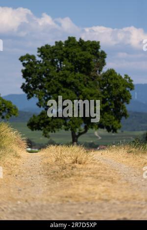 Bad Krozingen, Deutschland. 14. Juni 2023. Trockenes Gras ist auf einer Landstraße zu sehen, während im Hintergrund ein tief verwurzelter Baum noch grüne Blätter trägt. Die anhaltende Dürre in Südbaden bereitet der Natur Probleme, und viele Landwirte sind besorgt über die Ernteerträge. Kredit: Philipp von Ditfurth/dpa/Alamy Live News Stockfoto