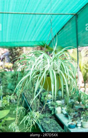 Spinnengras-Pandanus in einem Hängetopf Stockfoto