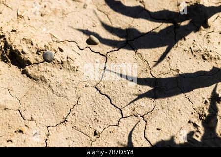 Bad Krozingen, Deutschland. 14. Juni 2023. Risse sind in der Erdkruste eines Feldes mit jungen Maispflanzen zu sehen. Die anhaltende Dürre in Südbaden bereitet der Natur Probleme, und viele Landwirte sind besorgt über die Ernteerträge. Kredit: Philipp von Ditfurth/dpa/Alamy Live News Stockfoto