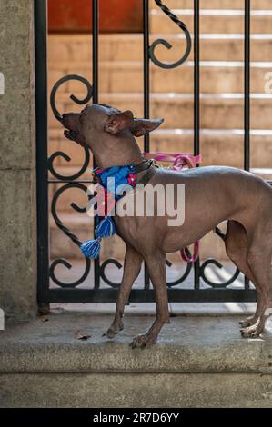 Der edle Hund Xoloitzcuintle: Ein Symbol des mexikanischen Erbes Stockfoto