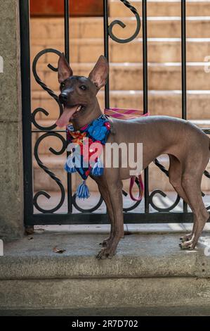 Der edle Hund Xoloitzcuintle: Ein Symbol des mexikanischen Erbes Stockfoto