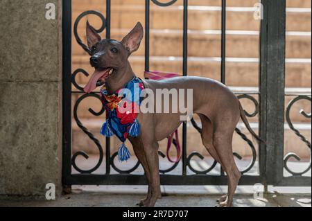 Der edle Hund Xoloitzcuintle: Ein Symbol des mexikanischen Erbes Stockfoto