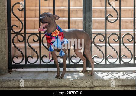 Der edle Hund Xoloitzcuintle: Ein Symbol des mexikanischen Erbes Stockfoto