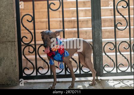 Der edle Hund Xoloitzcuintle: Ein Symbol des mexikanischen Erbes Stockfoto