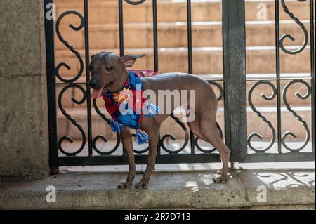 Der edle Hund Xoloitzcuintle: Ein Symbol des mexikanischen Erbes Stockfoto