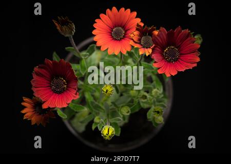 Azanienblumen oder afrikanische Gänseblümchen auf schwarzem Hintergrund, Draufsicht Stockfoto