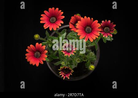 Azanienblumen oder afrikanische Gänseblümchen auf schwarzem Hintergrund, Draufsicht Stockfoto
