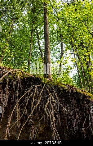 Baumwurzeln, die auf einer Klippe stehen, Wurzelsystem Stockfoto