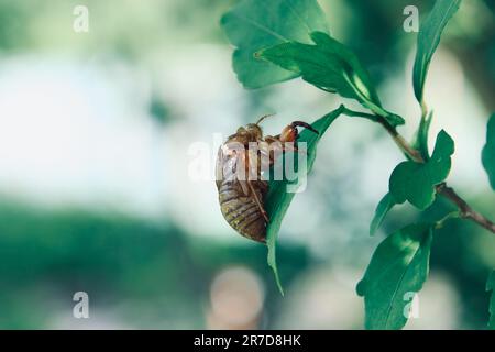 Die Außenseite einer Zikada, die an einem Blatt auf einem Baum hängt Stockfoto