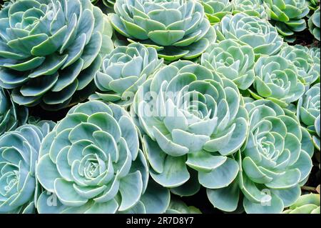 Echeveria elegans wachsen in einem Garten in Costa Rica. Stockfoto