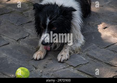 Verspielter, nasser Collie mit ausgestreckter Zunge auf Kopfsteinpflaster mit einem Tennisball an den Pfoten, der darauf wartet, dass jemand ihn in den wirft Stockfoto