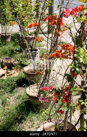 Blühende Bougainvillea-Pflanzen in Töpfen Stockfoto