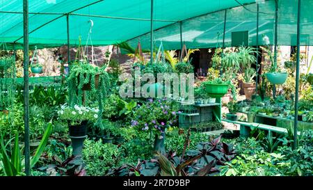 Sedum morganianum in einem Hängetopf in einem zum Verkauf stehenden Pflanzengut Stockfoto