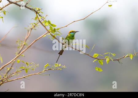 Grüner Bienenfresser, der auf einem Ast ruht Stockfoto